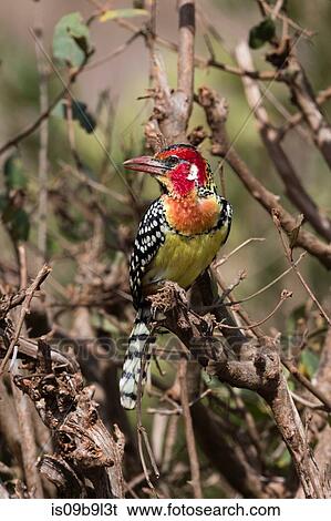 Red-and-yellow barbet (Trachyphonus erythrocephalus), resting in tree, Tsavo, Kenya, Africa View Large Photo Image Stock Photograph - Red-and-yellow barbet (Trachyphonus erythrocephalus), resting in tree, Tsavo, Kenya, Africa. Fotosearch