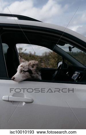 Red Merle Border Collie looking out of window in SUV, Canada View Large Photo Image Stock Image - Red Merle Border Collie looking out of window in SUV, Canada. Fotosearch