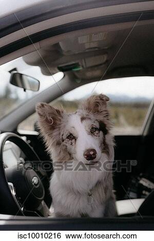 Red Merle Border Collie looking out of window in SUV, Canada View Large Photo Image Stock Photograph - Red Merle Border Collie looking out of window in SUV, Canada. Fotosearch
