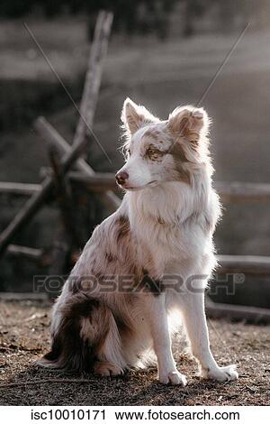 Red Merle Border Collie on ranch, Canada View Large Photo Image Stock Image - Red Merle Border Collie on ranch, Canada. Fotosearch