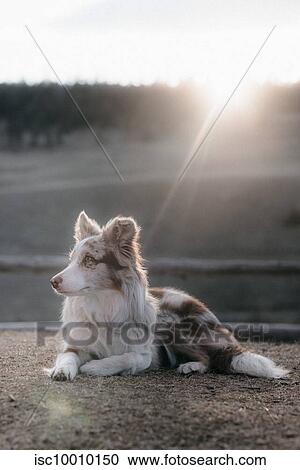 Red Merle Border Collie resting on ranch, Canada View Large Photo Image Stock Image - Red Merle Border Collie resting on ranch, Canada. Fotosearch