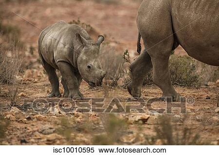 Rhinoceros and calf in nature reserve, Touws River, Western Cape, South Africa View Large Photo Image Stock Photography - Rhinoceros and calf in nature reserve, Touws River, Western Cape, South Africa. Fotosearch