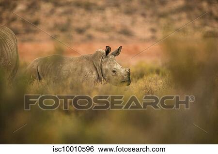 Rhinoceros calf in nature reserve, Touws River, Western Cape, South Africa View Large Photo Image Stock Photograph - Rhinoceros calf in nature reserve, Touws River, Western Cape, South Africa. Fotosearch