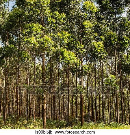 Rows of forest trees in sunlight, South Africa View Large Photo Image Stock Image - Rows of forest trees in sunlight, South Africa. Fotosearch