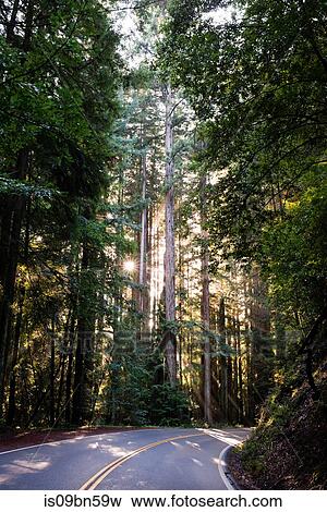 Stock Photo - Rural road in sunlit forest, Mendocino, California, United States. Fotosearch