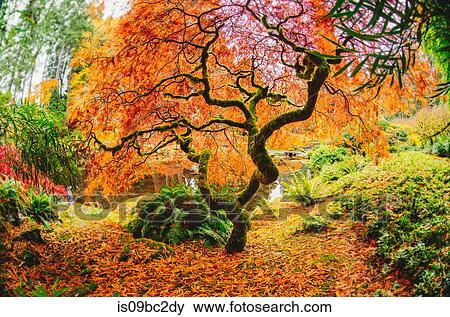 Stock Photo - Rural scene, Bainbridge, Washington, USA. Fotosearch