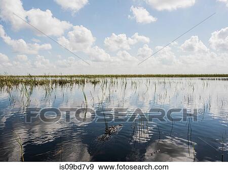 Scenic view from airboat tour on Everglades, Sawgrass recreation park, Florida, USA View Large Photo Image Stock Photo - Scenic view from airboat tour on Everglades, Sawgrass recreation park, Florida, USA. Fotosearch