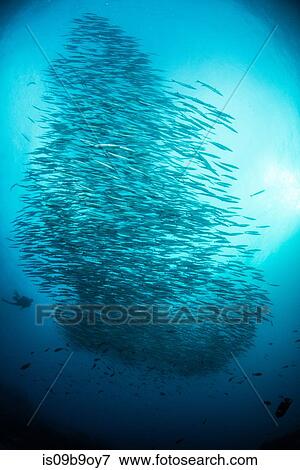 Stock Photo - School of barracuda fish, Seymour, Galapagos, Ecuador, South America. Fotosearch