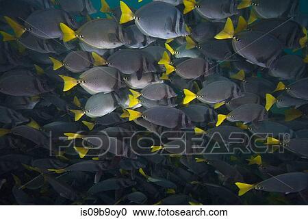 School of surgeon fish, Seymour, Galapagos, Ecuador, South America View Large Photo Image Stock Image - School of surgeon fish, Seymour, Galapagos, Ecuador, South America. Fotosearch