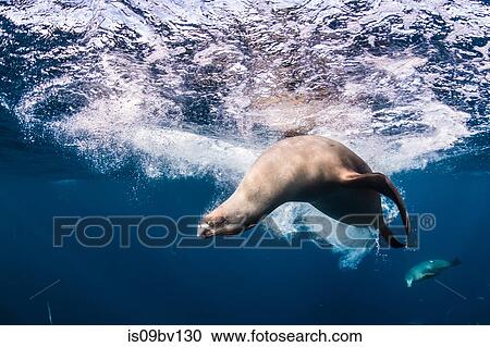 Sea lions hunting and feeding on mackerel baitballs View Large Photo Image Stock Image - Sea lions hunting and feeding on mackerel baitballs. Fotosearch