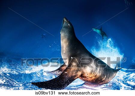 Sea lions hunting and feeding on mackerel baitballs View Large Photo Image Stock Image - Sea lions hunting and feeding on mackerel baitballs. Fotosearch