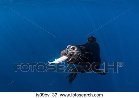 Stock Photo - Sea lions hunting and feeding on mackerel baitballs. Fotosearch