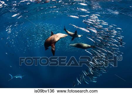 Stock Photograph - Sea lions hunting and feeding on mackerel baitballs. Fotosearch