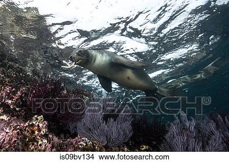 Sea lions playing close to rocks View Large Photo Image Picture - Sea lions playing close to rocks. Fotosearch