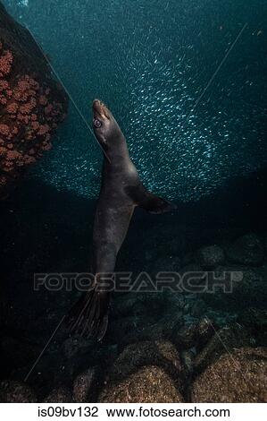 Sea lions playing close to rocks View Large Photo Image Stock Image - Sea lions playing close to rocks. Fotosearch