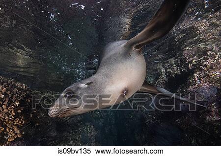 Sea lions playing close to rocks View Large Photo Image Stock Photography - Sea lions playing close to rocks. Fotosearch