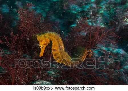 Seahorse by coral, Seymour, Galapagos, Ecuador, South America View Large Photo Image Stock Photography - Seahorse by coral, Seymour, Galapagos, Ecuador, South America. Fotosearch