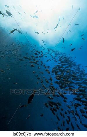 Shoal of fish, Revillagigedo Islands, Socorro, Baja California, Mexico View Large Photo Image Picture - Shoal of fish, Revillagigedo Islands, Socorro, Baja California, Mexico. Fotosearch