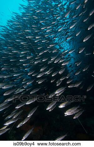 Picture - Shoal of sardines, Seymour, Galapagos, Ecuador, South America. Fotosearch