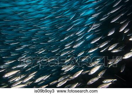 Shoal of sardines, Seymour, Galapagos, Ecuador, South America View Large Photo Image Stock Image - Shoal of sardines, Seymour, Galapagos, Ecuador, South America. Fotosearch