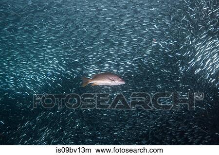 Picture - Shoals of sardine being hunted by red snappers. Fotosearch
