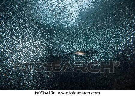 Shoals of sardine being hunted by red snappers View Large Photo Image Picture - Shoals of sardine being hunted by red snappers. Fotosearch