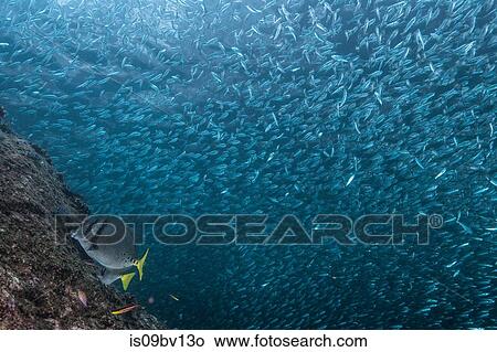 Shoals of sardine being hunted by red snappers View Large Photo Image Picture - Shoals of sardine being hunted by red snappers. Fotosearch