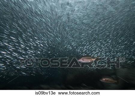 Shoals of sardine being hunted by red snappers View Large Photo Image Stock Image - Shoals of sardine being hunted by red snappers. Fotosearch