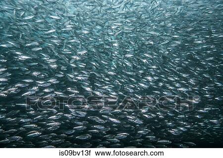 Shoals of sardine being hunted by red snappers View Large Photo Image Stock Image - Shoals of sardine being hunted by red snappers. Fotosearch