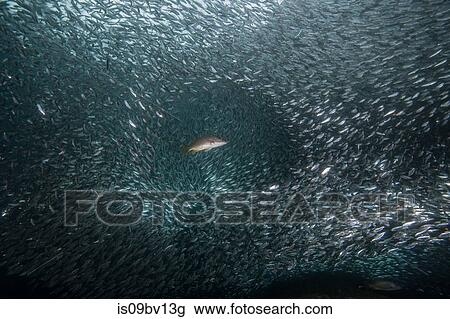 Shoals of sardine being hunted by red snappers View Large Photo Image Stock Image - Shoals of sardine being hunted by red snappers. Fotosearch