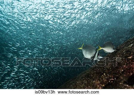 Shoals of sardine being hunted by red snappers View Large Photo Image Stock Image - Shoals of sardine being hunted by red snappers. Fotosearch