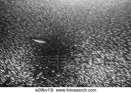 Shoals of sardine being hunted by red snappers View Large Photo Image Stock Image - Shoals of sardine being hunted by red snappers. Fotosearch