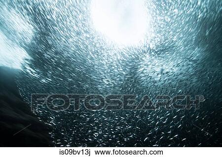 Shoals of sardine being hunted by red snappers View Large Photo Image Stock Image - Shoals of sardine being hunted by red snappers. Fotosearch