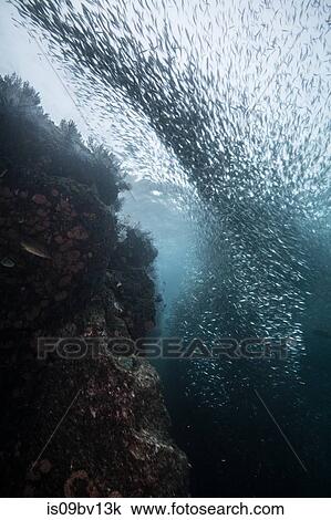 Shoals of sardine being hunted by red snappers View Large Photo Image Stock Image - Shoals of sardine being hunted by red snappers. Fotosearch
