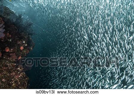 Shoals of sardine being hunted by red snappers View Large Photo Image Stock Image - Shoals of sardine being hunted by red snappers. Fotosearch