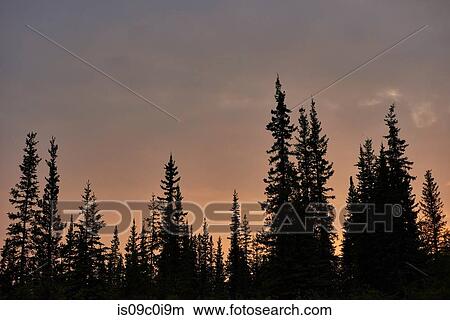 Picture - Silhouetted trees in countryside, Chicken, Alaska, United States. Fotosearch