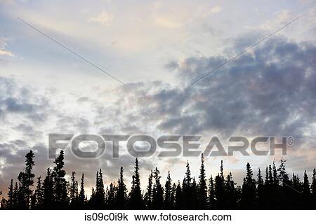 Silhouetted trees in countryside, Chicken, Alaska, United States View Large Photo Image Stock Image - Silhouetted trees in countryside, Chicken, Alaska, United States. Fotosearch
