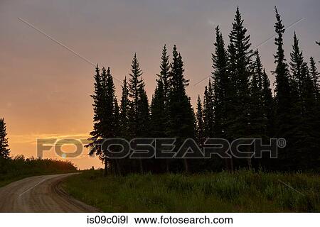 Stock Image - Silhouetted trees in countryside, Chicken, Alaska, United States. Fotosearch