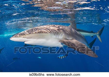 Silky shark in blue water, Revillagigedo, Tamaulipas, Mexico View Large Photo Image Stock Photograph - Silky shark in blue water, Revillagigedo, Tamaulipas, Mexico. Fotosearch