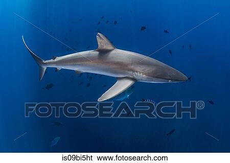 Silky shark in blue water, Revillagigedo, Tamaulipas, Mexico View Large Photo Image Stock Photograph - Silky shark in blue water, Revillagigedo, Tamaulipas, Mexico. Fotosearch