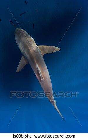 Silky shark in blue water, Revillagigedo, Tamaulipas, Mexico View Large Photo Image Stock Photograph - Silky shark in blue water, Revillagigedo, Tamaulipas, Mexico. Fotosearch