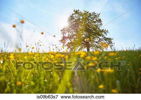 Single oak tree in field, Munsing, Bavaria, Germany View Large Photo Image Stock Photo - Single oak tree in field, Munsing, Bavaria, Germany. Fotosearch