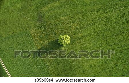 Single oak tree in field, overhead view, Munsing, Bavaria, Germany View Large Photo Image Picture - Single oak tree in field, overhead view, Munsing, Bavaria, Germany. Fotosearch