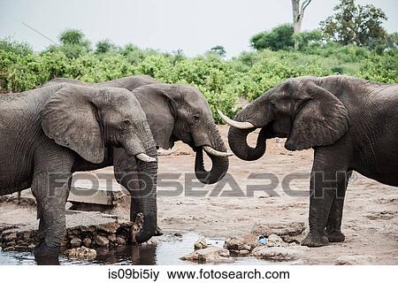 Small group of elephants, on the road to Okavango Delta, Botswana View Large Photo Image Stock Photo - Small group of elephants, on the road to Okavango Delta, Botswana. Fotosearch