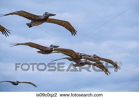 Stock Image - Small group of seabirds flying in sky, low angle side view. Fotosearch