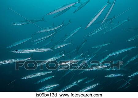 Small school of pacific barracuda View Large Photo Image Stock Image - Small school of pacific barracuda. Fotosearch