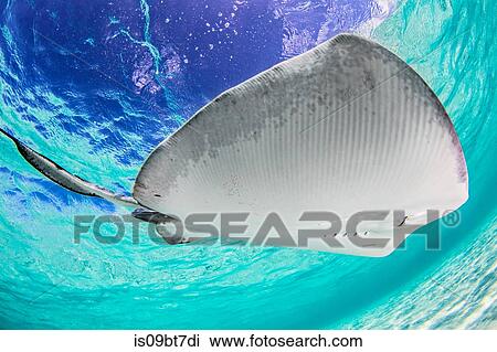 Stock Image - Southern stingray, Cayman Palms, Cayman Islands. Fotosearch