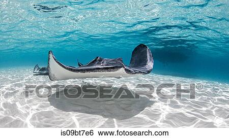 Stock Photograph - Southern stingray, Cayman Palms, Cayman Islands. Fotosearch