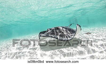 Southern stingray, Cozumel, Quintana Roo, Mexico View Large Photo Image Stock Image - Southern stingray, Cozumel, Quintana Roo, Mexico. Fotosearch