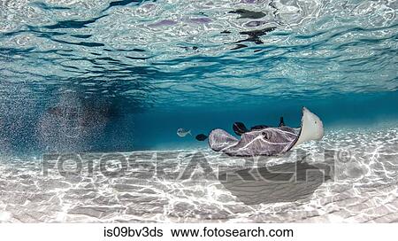 Southern stingray, Stingray City, Cayman Palms, Cayman Islands View Large Photo Image Stock Photograph - Southern stingray, Stingray City, Cayman Palms, Cayman Islands. Fotosearch